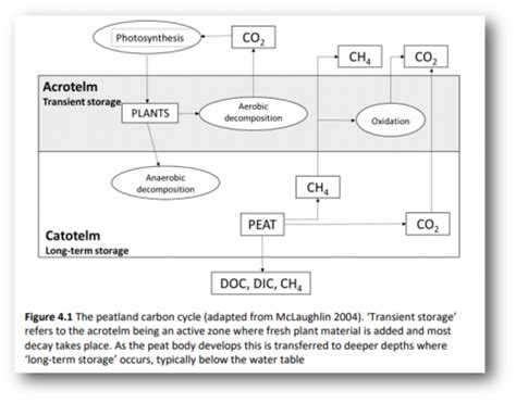 Carbon Storage and Sequestration by Habitat 2021 (NERR094) | IUCN UK ...