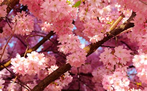 Pink Cherry Blossom Desktop Wallpapers - Top Free Pink Cherry Blossom Desktop Backgrounds ...