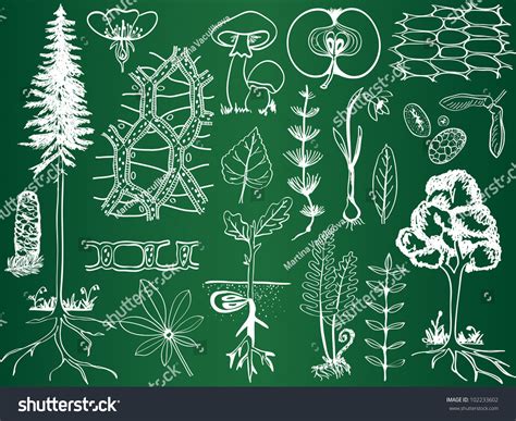 Biology Plant Sketches On School Board - Botany Hand-Drawn Illustration ...