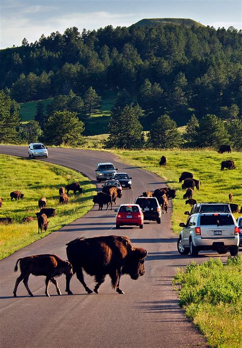 Custer State Park | The Great 8 | Travel South Dakota