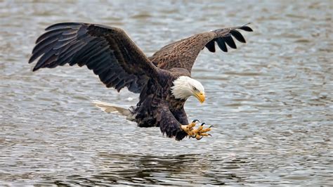 Nesting Pairs of Bald Eagles Found In Every NJ County, First Time in 40 Years of Monitoring ...