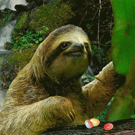 Three Toed Sloth GIF by Trolli - Find & Share on GIPHY