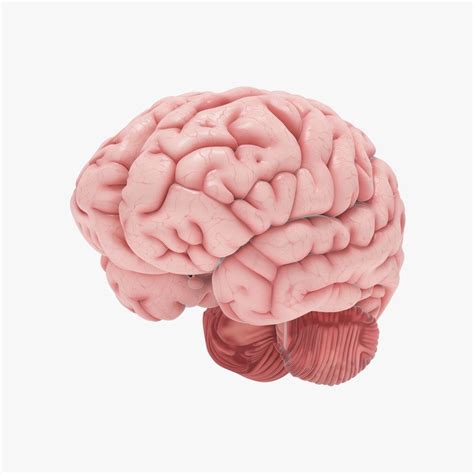 Human Brain 3D Model | Brain models, Human brain, Brain art