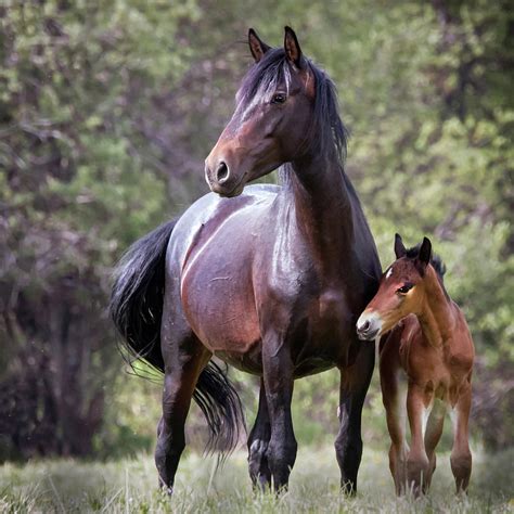 Beautiful Wild Horses Photograph by Ursula Salzmann | Pixels