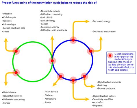 The Methylation Cycle - All Natural Advantage