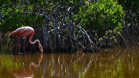 American Flamingo | A Flamingo wading among the mangroves in… | Flickr