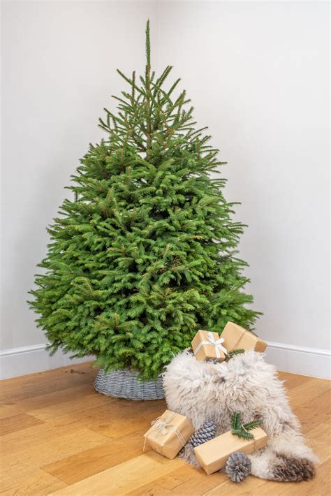 6FT Norway Spruce (Traditional Tree) | Real Fresh Christmas Trees