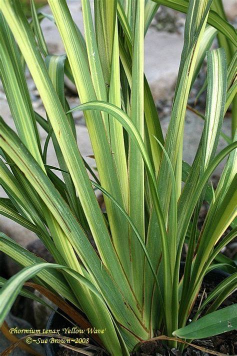 New Zealand Flax | New zealand flax, Evergreen flowers, Plants