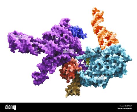 Ribosomes Diagram Labeled