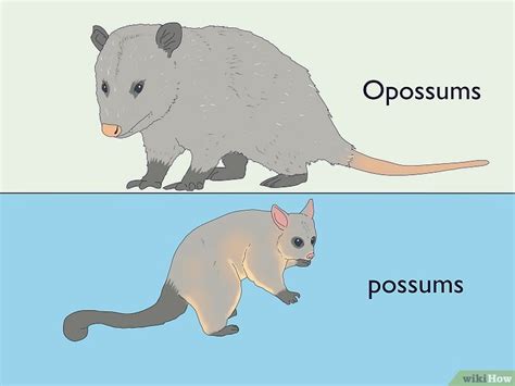 Possum Vs. Opossum: Simple Ways to Spot the Difference