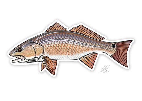 Fish Decals– Casey Underwood Artwork & Design