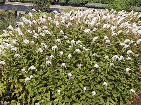 Lysimachia clethroides (Gooseneck Loosestrife) | North Carolina Extension Gardener Plant Toolbox