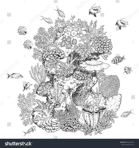 Hand drawn underwater natural elements. Sketch of reef corals and ...