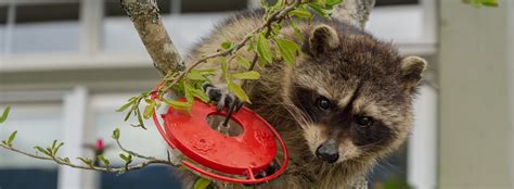 Raccoon Diet - What Do Raccoons Eat? - Critter Control