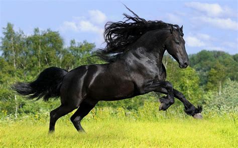 Black Horse Wallpapers - Wallpaper Cave