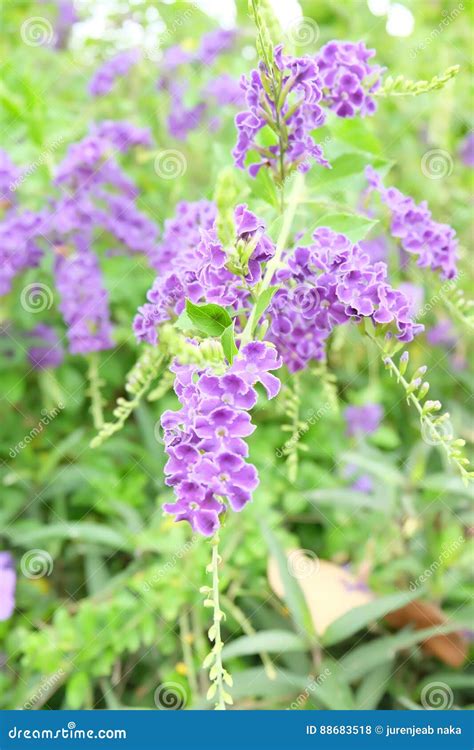 Duranta Erecta Flowers in Thailand Stock Photo - Image of africa, name: 88683518