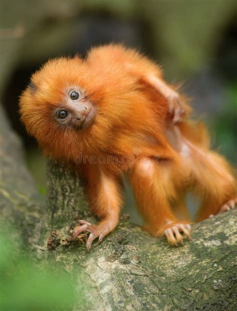 Golden lion tamarin baby stock image. Image of carnivore - 14658265