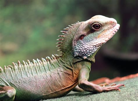 17 Pets You Can Legally Own That Look Like Dragons - PetHelpful