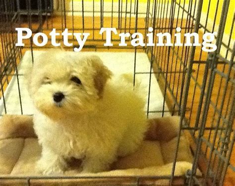 Maltese Puppies. How To Potty Train A Maltese Puppy. Maltese House ...