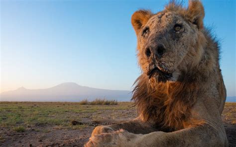 Wild lion Loonkiito, 'one of the world's oldest', killed in Kenya | RNZ ...