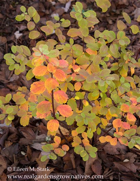 Birch-leaved Spiraea – Sparrowhawk Native Plants