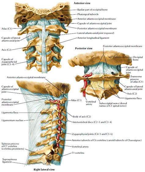 Neck sprain causes, symptoms, recovery time, treatment & exercises