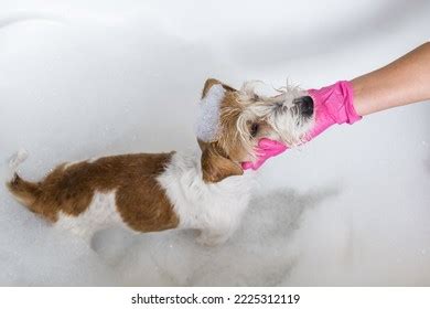 1,837 Jack Russell Grooming Stock Photos, Images & Photography ...