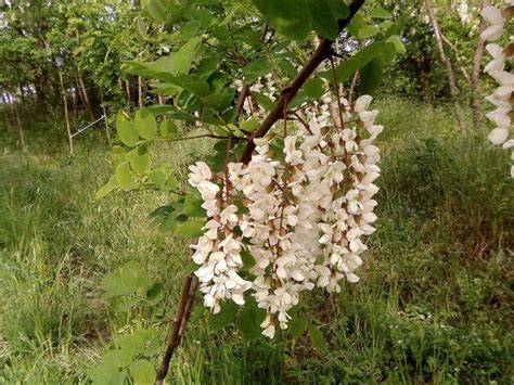 Free picture: white, acacia, flowers