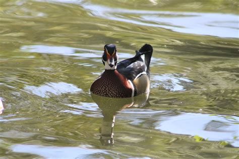 The Retirement Chronicles: Wood Ducks in Florida!