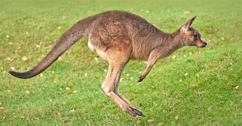 How High (And Far) Can A Kangaroo Jump? - A-Z Animals