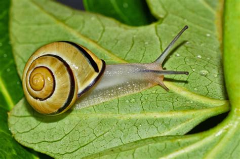 Organic Slug and Snail Control for Gardeners (Video) – Mother Earth News