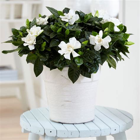 Buy gardenia Gardenia jasminoides: £14.99 Delivery by Crocus