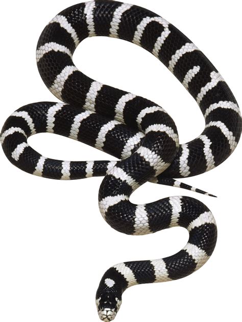 Snake PNG image, free download png picture snakes | Animals black and ...