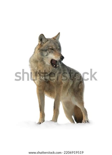 Howling Gray Wolf Isolated On White Stock Photo 2206919519 | Shutterstock