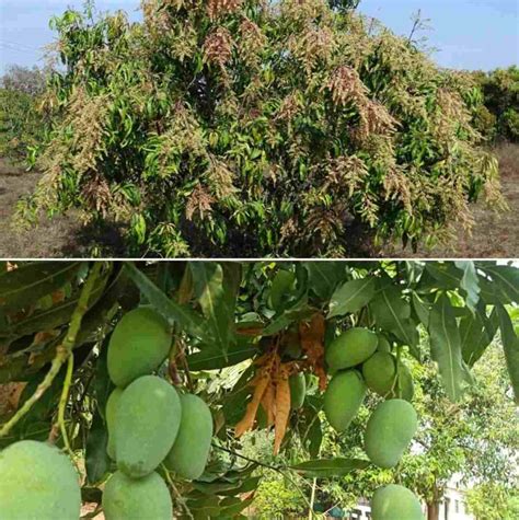 Mango Pests, Diseases, and Control Methods - a Full Guide | Agri Farming