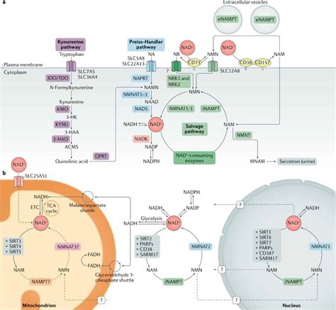 NAD+ Metabolism: Precursors, Pathways, Mechanism, Benefits