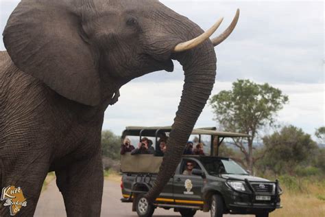 See Elephants and more with a Kruger Park Game Drive