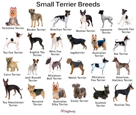 Miniature Terrier Breeds