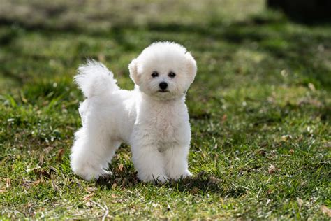 4 Bichon Frise Colors: White Is Actually Not The Only Option