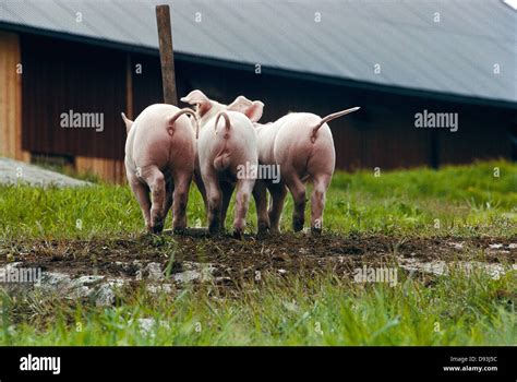 Pigs Stock Photo - Alamy