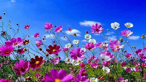 Bing Spring Wallpapers - Top Free Bing Spring Backgrounds - WallpaperAccess