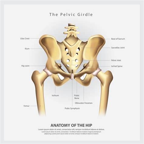 The Pelvic Girdle of Human Hip Bone Anatomy Vector Illustration 538244 ...