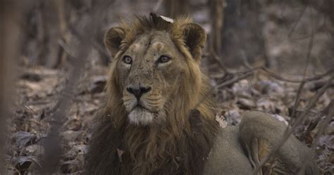 India's Wandering Lions | Asiatic Lion Fact Sheet | Nature | PBS