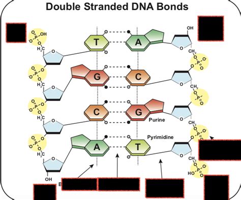 DNA bonds Diagram | Quizlet