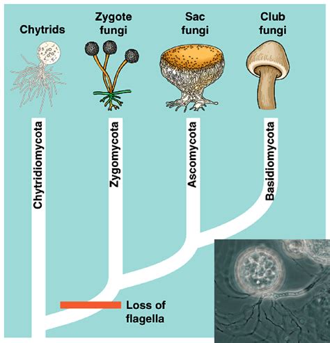 As Many Exceptions As Rules: The Fungus And The Frog