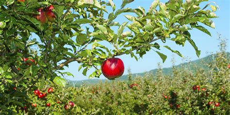 Alberi da frutto nel proprio spazio verde: cosa sapere - Agriimera