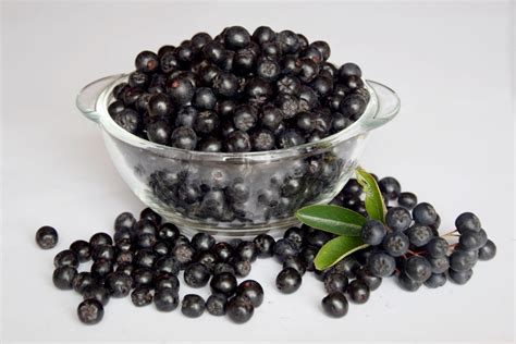 Benefits of Drinking Aronia Juice - All About Goodness (Coeus Vigor)