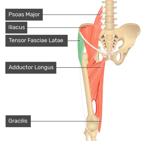 Tensor Fasciae Latae Origin