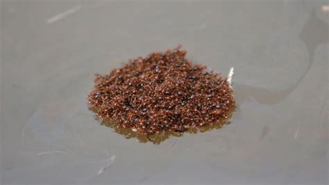 The Scary Truth About Floating Ant Piles - Pictellme