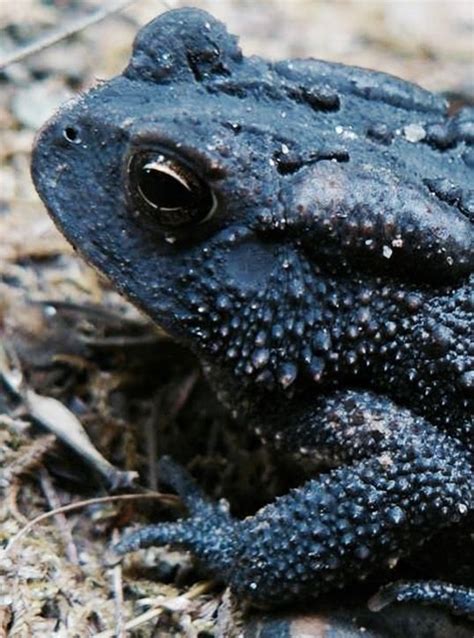 Melanistic ... Black Toad | Melanistic, Melanistic animals, Rare animals